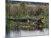 Huge Nile Crocodiles Bask on the Banks of the Victoria Nile Below Murchison Falls-Nigel Pavitt-Mounted Photographic Print