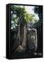 Huge Roots of Strangler Fig Temple of Wat Ta Prohm-null-Framed Stretched Canvas