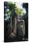 Huge Roots of Strangler Fig Temple of Wat Ta Prohm-null-Stretched Canvas
