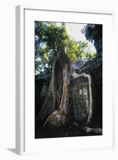 Huge Roots of Strangler Fig Temple of Wat Ta Prohm-null-Framed Giclee Print