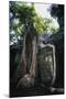 Huge Roots of Strangler Fig Temple of Wat Ta Prohm-null-Mounted Giclee Print
