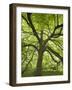 Huge Tree at Monticello, Virginia, USA-Merrill Images-Framed Photographic Print