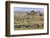 Huge wildebeest herd during migration, Serengeti National Park, Tanzania, Africa-Adam Jones-Framed Photographic Print