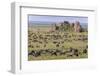 Huge wildebeest herd during migration, Serengeti National Park, Tanzania, Africa-Adam Jones-Framed Photographic Print