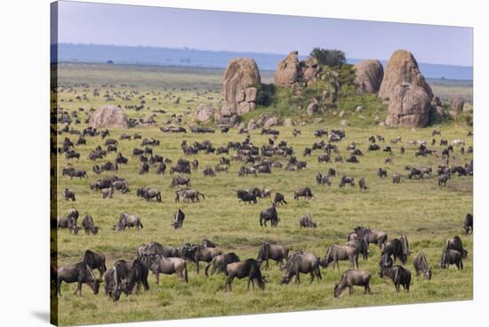 Huge wildebeest herd during migration, Serengeti National Park, Tanzania, Africa-Adam Jones-Stretched Canvas