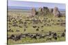 Huge wildebeest herd during migration, Serengeti National Park, Tanzania, Africa-Adam Jones-Stretched Canvas