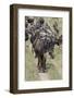 Huge wildebeest herd during migration, Serengeti National Park, Tanzania, Africa-Adam Jones-Framed Photographic Print