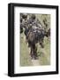 Huge wildebeest herd during migration, Serengeti National Park, Tanzania, Africa-Adam Jones-Framed Photographic Print