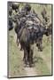 Huge wildebeest herd during migration, Serengeti National Park, Tanzania, Africa-Adam Jones-Mounted Photographic Print