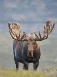 Moose Standing by Wonder Lake, Denali National Park, Alaska, USA-Hugh Rose-Photographic Print