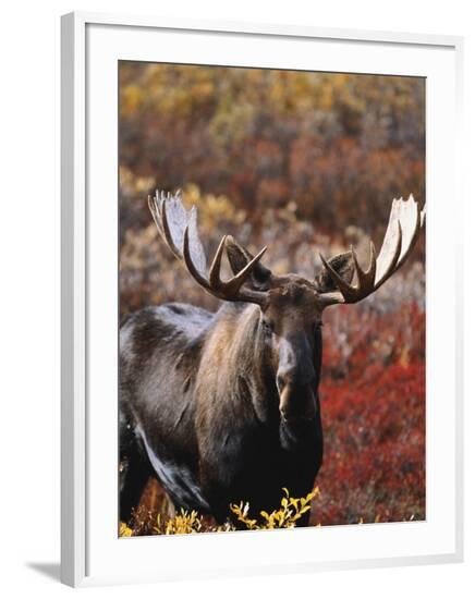Framed Photographic Print, , large