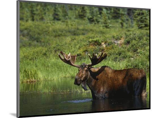 Photographic Print, , large