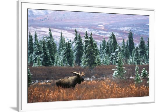 Framed Photographic Print, , large