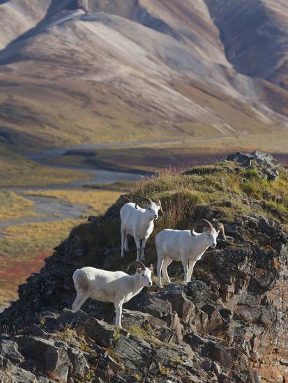 Photographic Print, , large