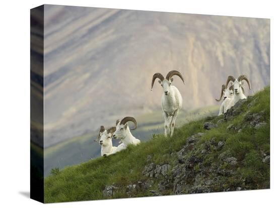 Stretched Canvas Print, , large