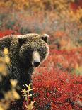 Bull Moose in Tundra, Denali National Park, Alaska, USA-Hugh Rose-Stretched Canvas