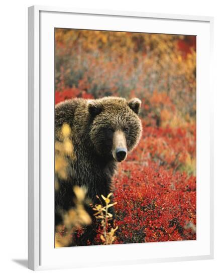 Framed Photographic Print, , large