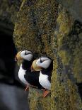 Gentoo Penguin and Chick, Antarctica-Hugh Rose-Laminated Photographic Print