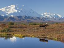Bull Moose in Tundra, Denali National Park, Alaska, USA-Hugh Rose-Photographic Print