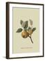 Hughes New Golden Pippin-William Hooker-Framed Art Print