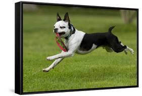 Hugo the Boston Terrier Runs with a Toy in His Mouth-Neil Losin-Framed Stretched Canvas