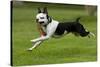 Hugo the Boston Terrier Runs with a Toy in His Mouth-Neil Losin-Stretched Canvas