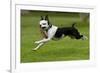 Hugo the Boston Terrier Runs with a Toy in His Mouth-Neil Losin-Framed Photographic Print