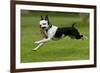 Hugo the Boston Terrier Runs with a Toy in His Mouth-Neil Losin-Framed Photographic Print