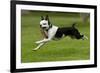Hugo the Boston Terrier Runs with a Toy in His Mouth-Neil Losin-Framed Photographic Print