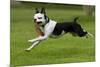 Hugo the Boston Terrier Runs with a Toy in His Mouth-Neil Losin-Mounted Photographic Print