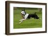 Hugo the Boston Terrier Runs with a Toy in His Mouth-Neil Losin-Framed Photographic Print