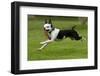 Hugo the Boston Terrier Runs with a Toy in His Mouth-Neil Losin-Framed Photographic Print