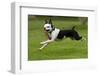 Hugo the Boston Terrier Runs with a Toy in His Mouth-Neil Losin-Framed Photographic Print