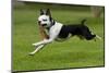 Hugo the Boston Terrier Runs with a Toy in His Mouth-Neil Losin-Mounted Photographic Print