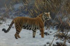 Tiger in a Winter Landscape, 1912 (Oil on Canvas)-Hugo Ungewitter-Giclee Print