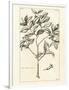 Gramercy White