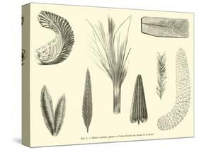 Huitre Carenee, Plantes Et Fruits Fossiles Du Bassin De La Seine-null-Stretched Canvas