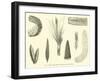 Huitre Carenee, Plantes Et Fruits Fossiles Du Bassin De La Seine-null-Framed Giclee Print