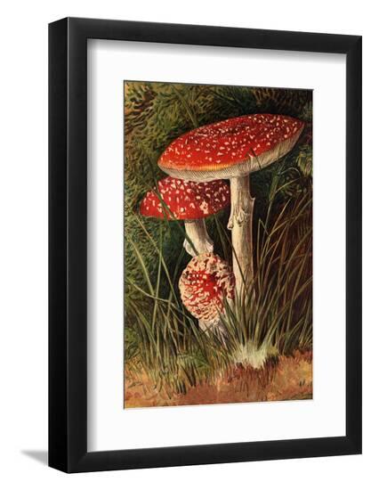 Photographic Print, , large