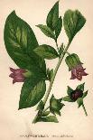 Stinking Hellebore-Hulton Archive-Photographic Print