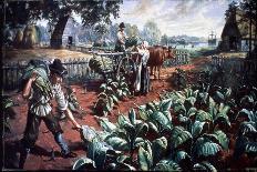 Harvesting Tobacco in Early Virginia-Hulton Archive-Photographic Print