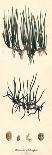 Pillwort-Hulton Archive-Photographic Print