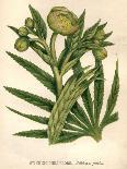 Stinking Hellebore-Hulton Archive-Photographic Print