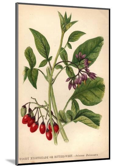 Photographic Print, , large