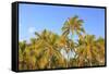 Hulupo'e Bay, Lanai Island, Hawaii, USA-Stuart Westmorland-Framed Stretched Canvas