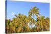 Hulupo'e Bay, Lanai Island, Hawaii, USA-Stuart Westmorland-Stretched Canvas