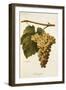 Humage Grape-A. Kreyder-Framed Giclee Print