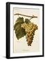 Humage Grape-A. Kreyder-Framed Giclee Print