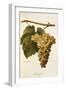 Humage Grape-A. Kreyder-Framed Giclee Print