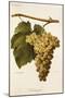 Humage Grape-A. Kreyder-Mounted Giclee Print